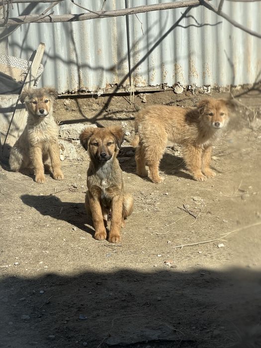 щенки в добрые руки.