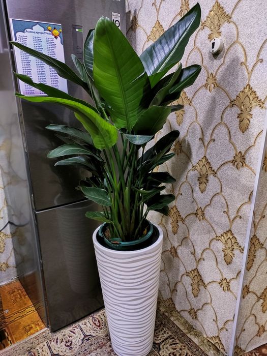 Комнатные растения. Доставкамен