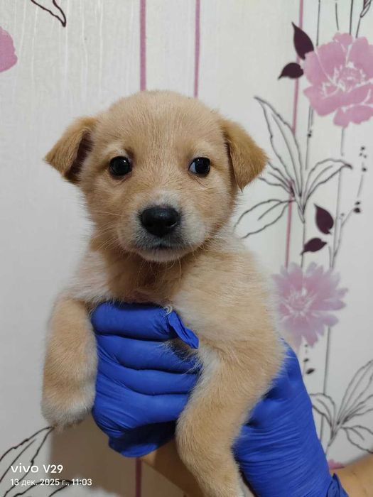 Ищем любящих хозяев!