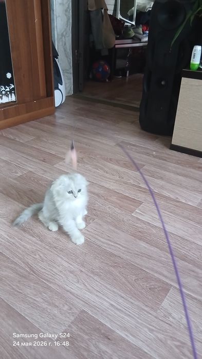 Вислоухая кошечка