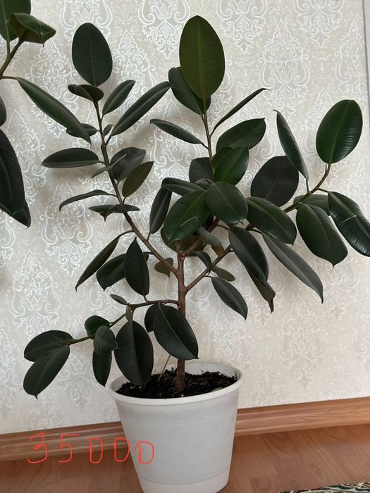 Домашние цветы