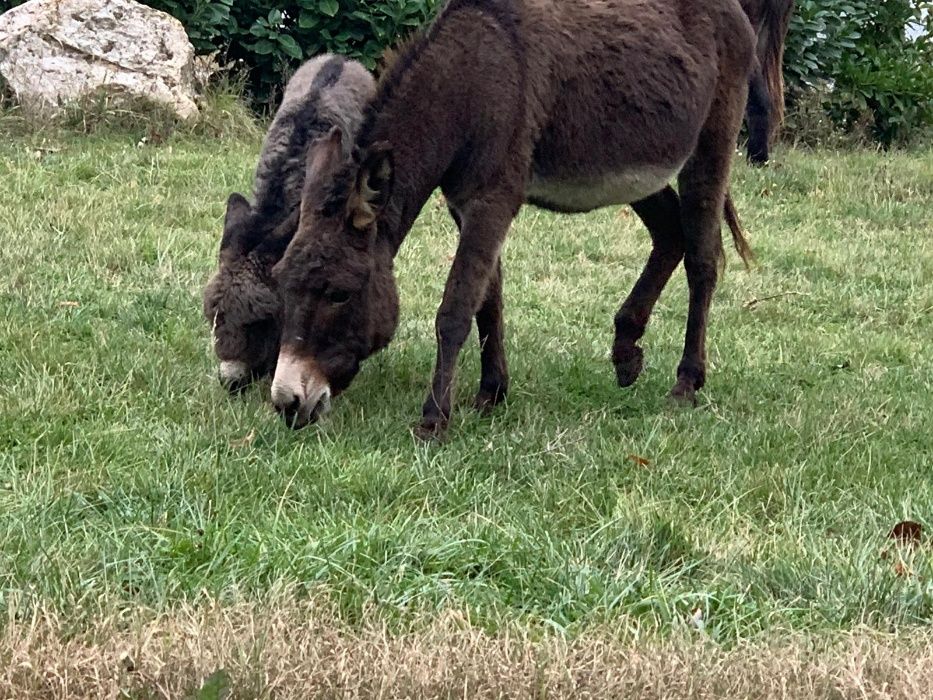 Vand Lapte de Magarita jud Timis