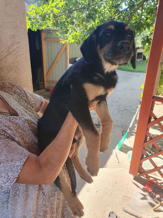 2 Căței pentru adopție