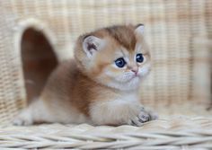 BRI золотой Шиншила мальчик 2 Мес