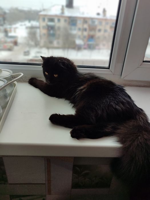 Чёрная красотка!!