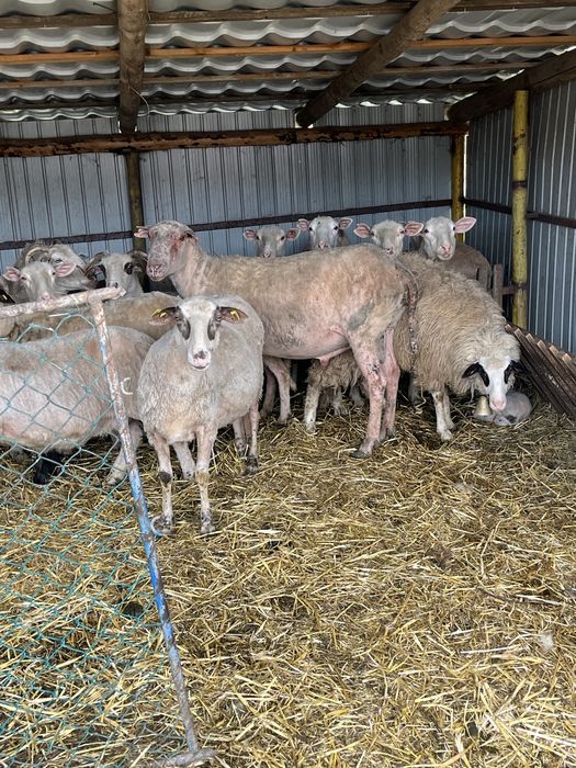 Berbec din rasa Friza