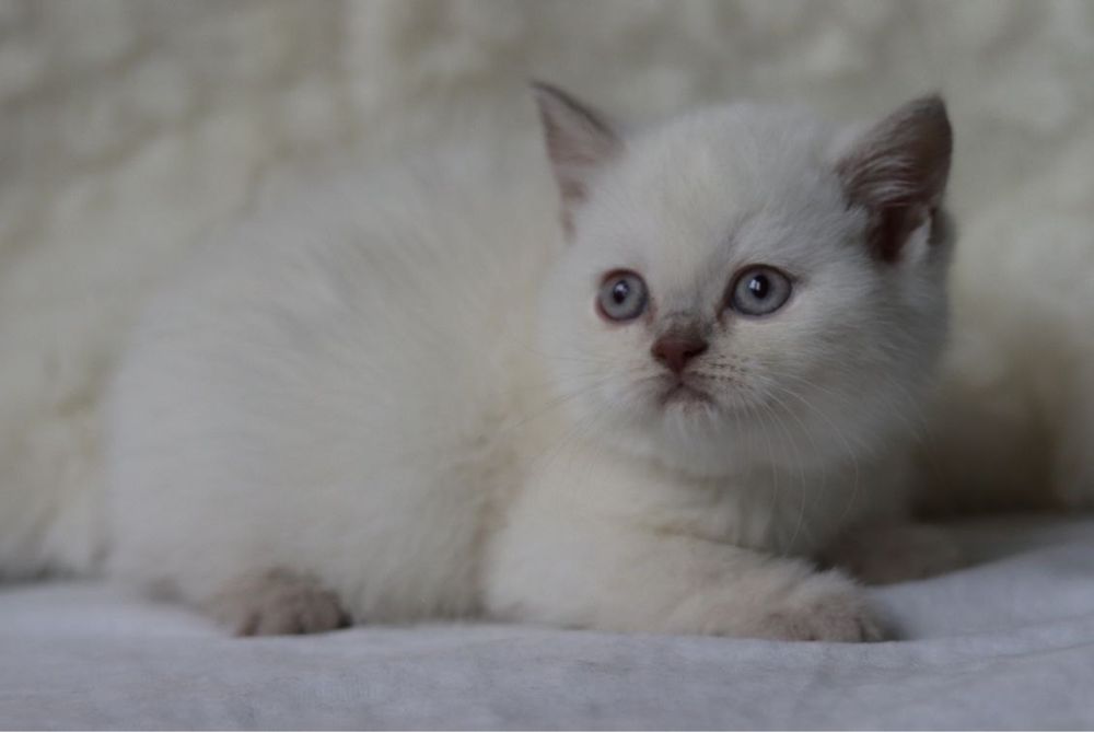 Продаются  британские котята