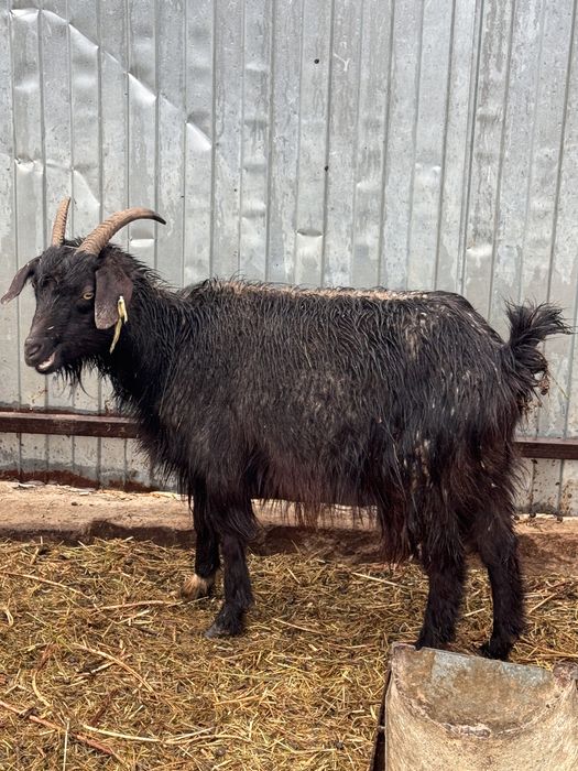 Ешкилер сатылады