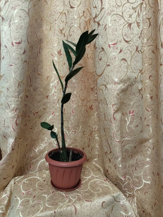 Продам замиакулькас