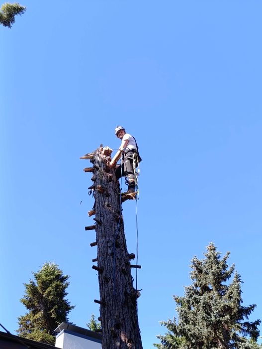 Рязане, кастрене и премахване на опасни и високи дървета