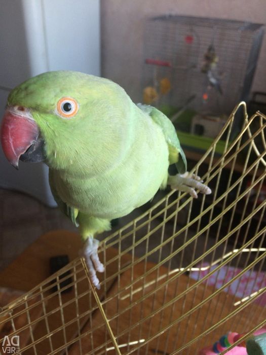 Ожереловый попугай птенцы