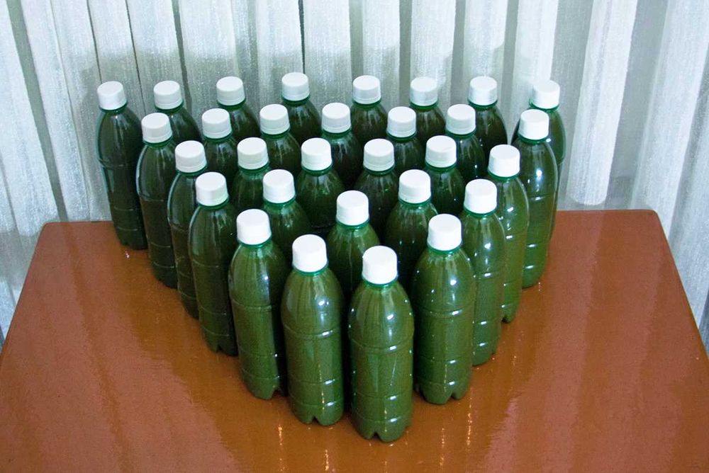 Сок горного Лопуха.Без спирта