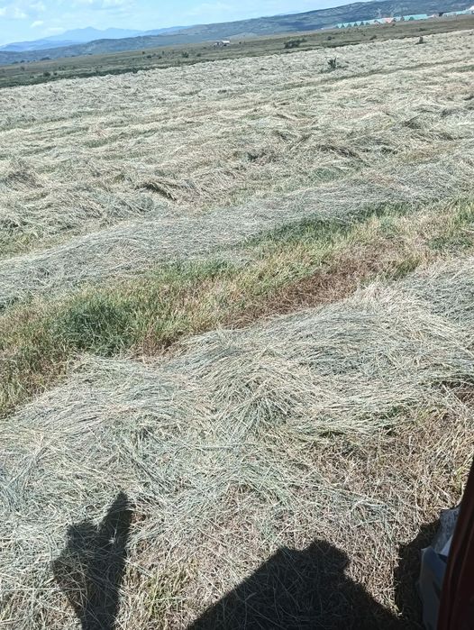 Baloti de fân vanzare