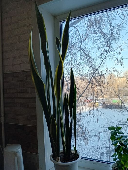 Цветы для офиса и дома