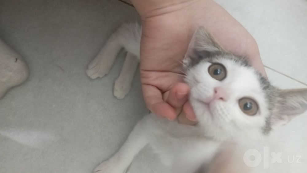 Котенок девочка 2 месяца