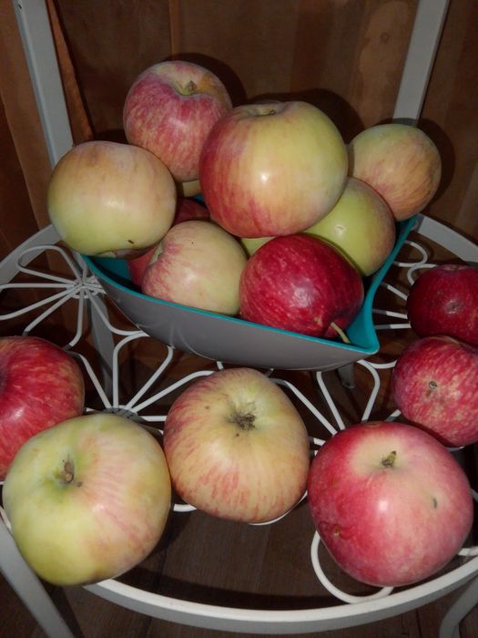 Продам дачные яблоки