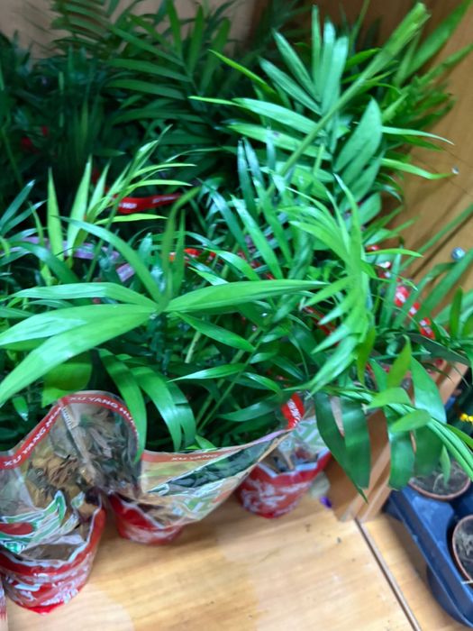 Растения недорогие