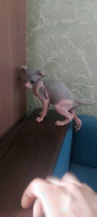 Котята сфинксы ливкой