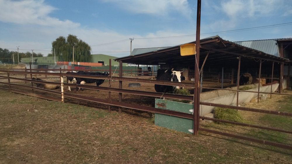 Дом, 50 соток земли.