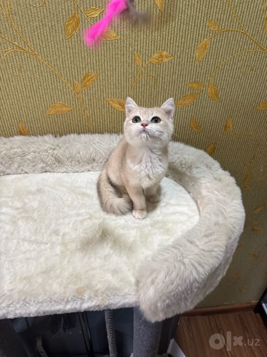 Британка ay12 актуально