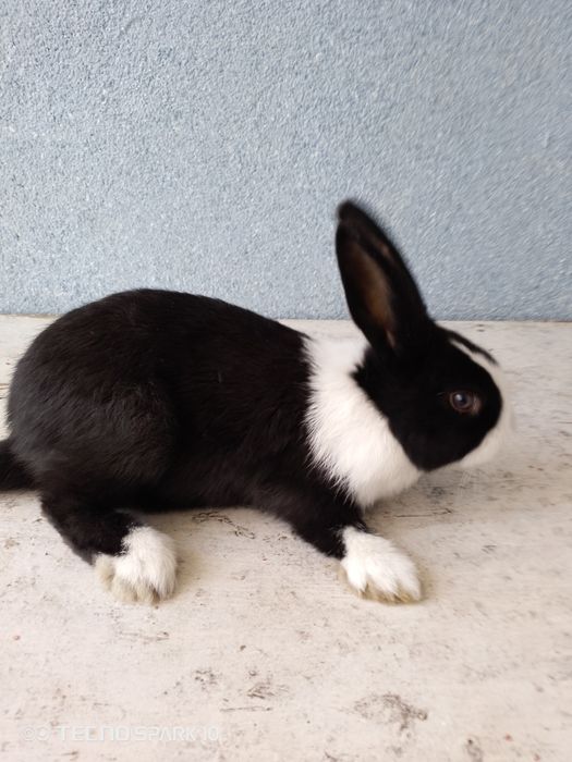 Quyon kafolati bilan