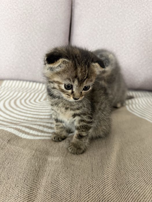 Продаются 3 котята