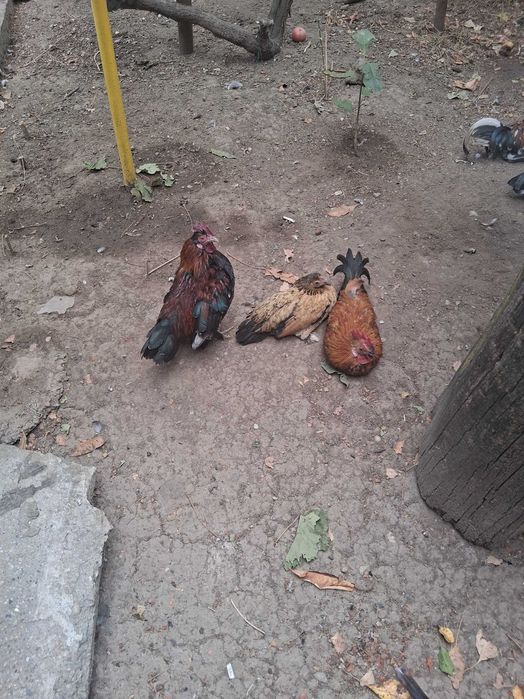 Găinușe și cocoșei pitice