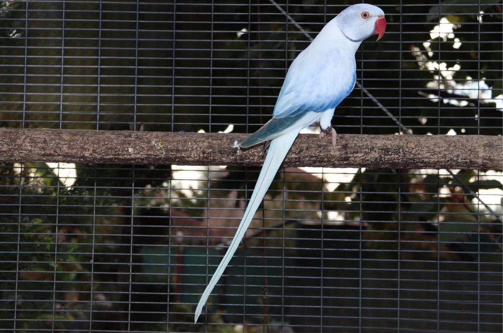 Малък Александър