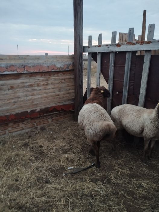 Продам қошқара хороший