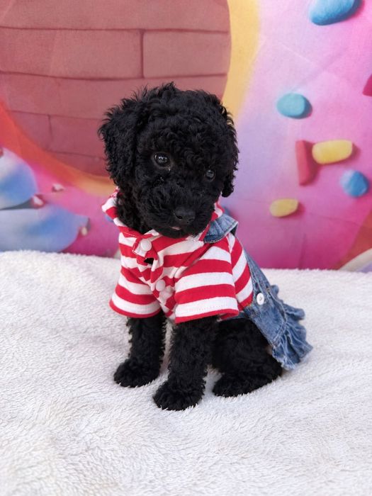 Poodle Mini/Пудел Мини
