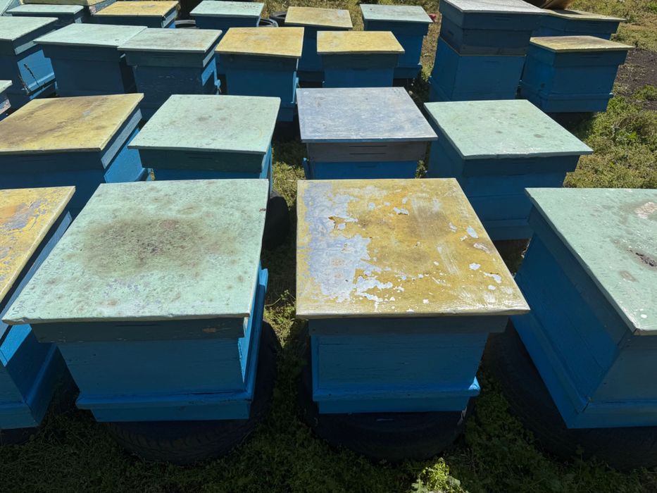 Кошери 10 рамкови Дадан блат/втора ръка-запазени/