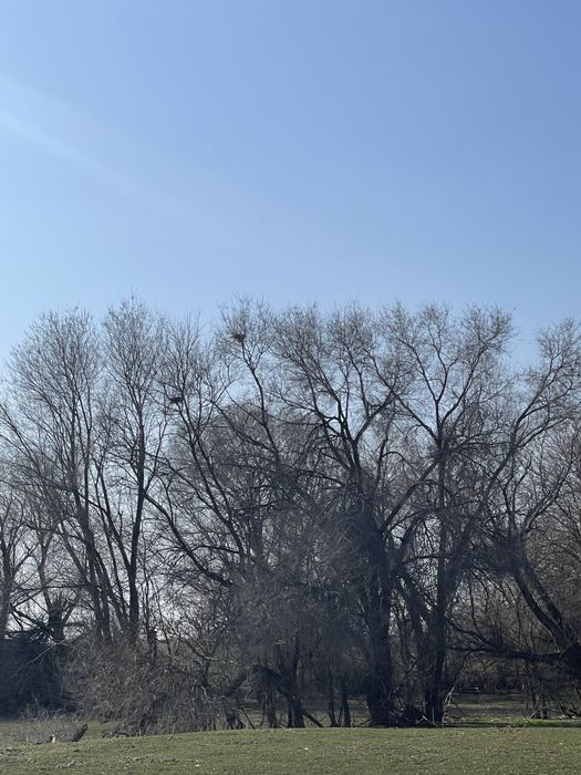 Тегін отын. Дрова бесплатно