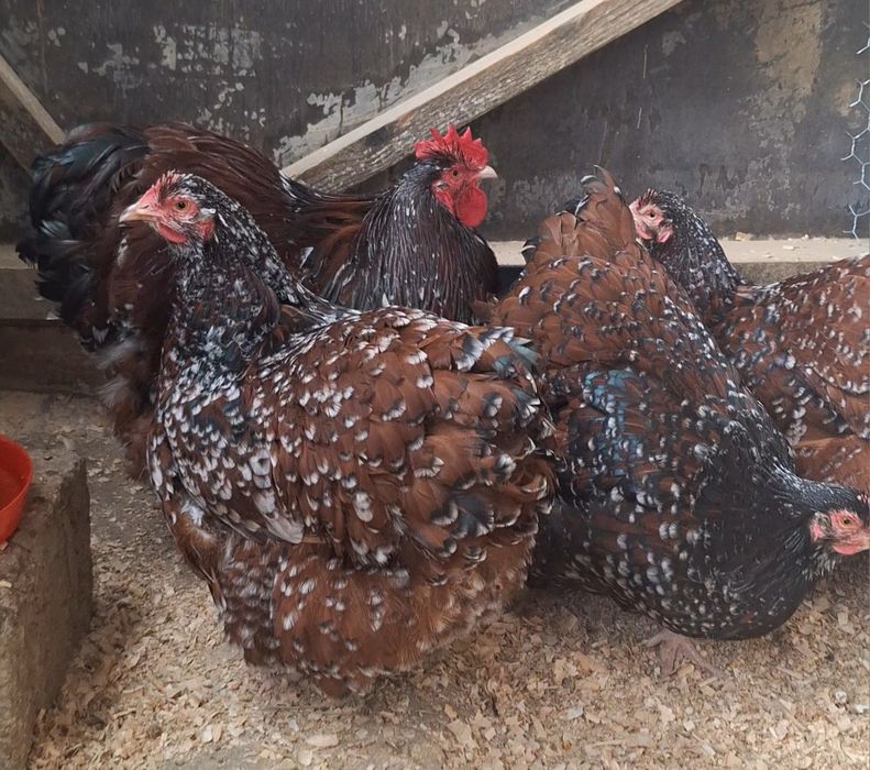 Familie Orpington porțelan