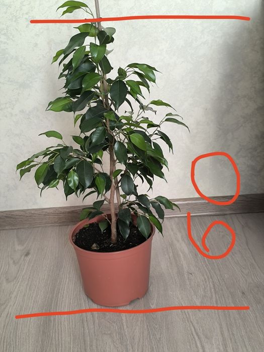 Продам фикусы Бенджаминова