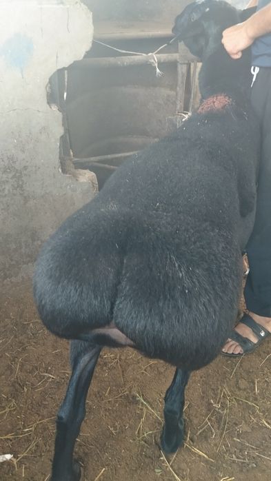 Qassob servis xizmati