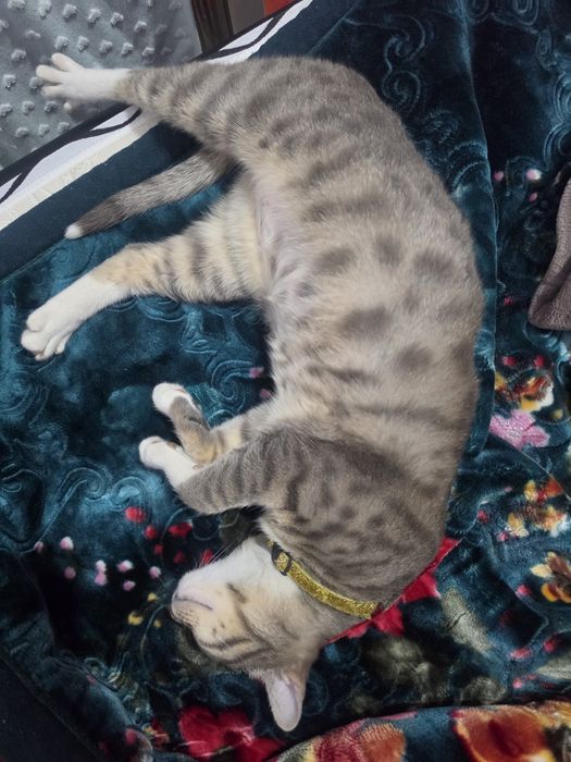 Кошка Луна. 6 мес