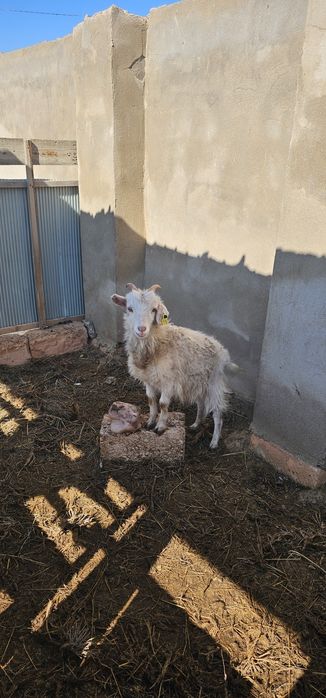 Занен лақтары сатылады