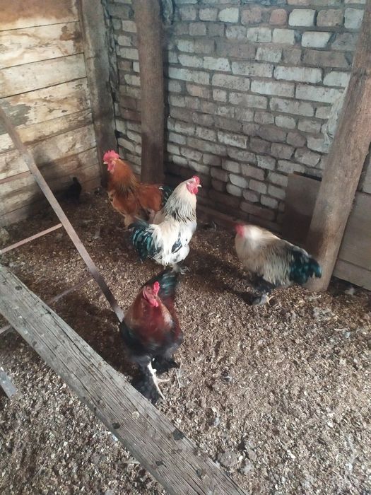 В продаже куры брама питухи