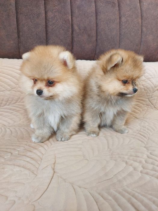 Очаровательные щенки шпица.