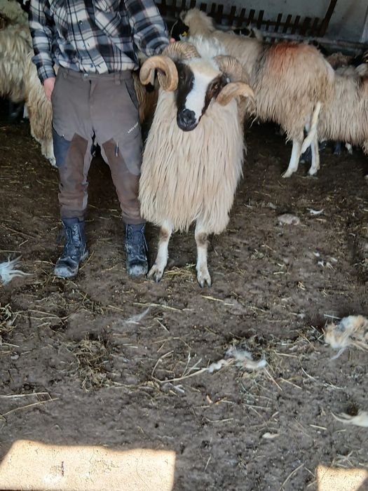 Vand berbeci breji