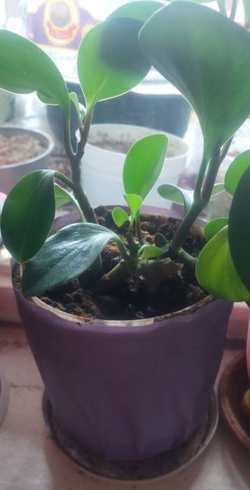 Продаю комнатные цветы