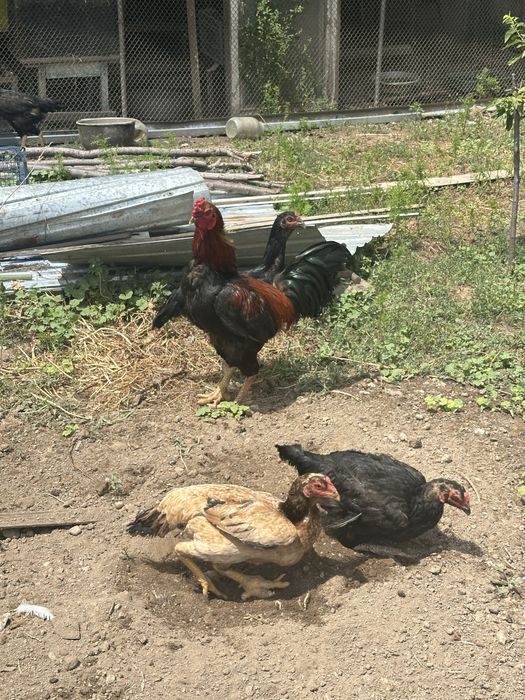 Продам 1 петух дакан 3 куриц дакан 70к .