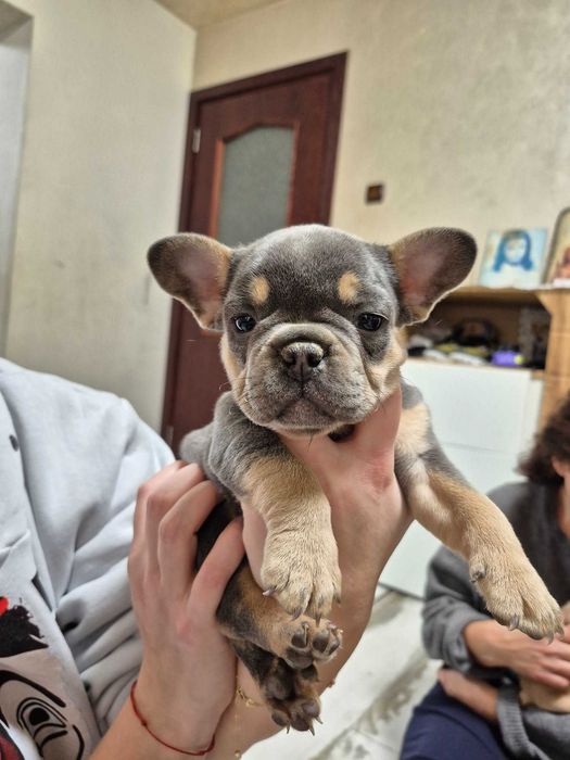 Френски булдог -продавам