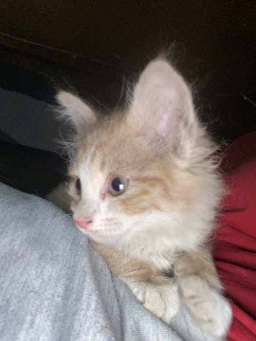 Котенок бесплатно