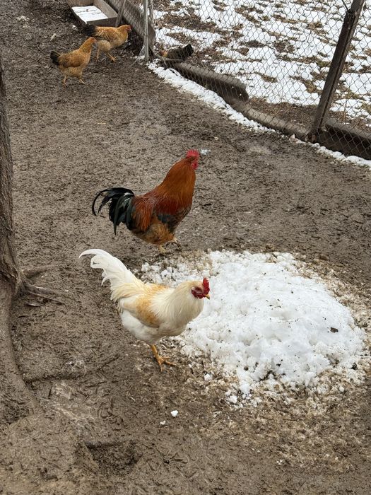 Продаются молодые петухи