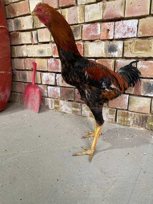 Dakan xoroz sotiladi