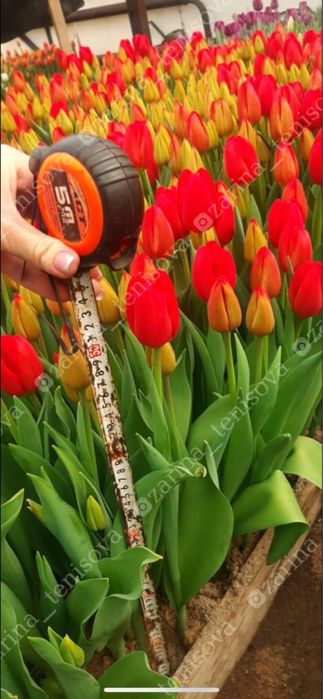 тюльпаны оптом Караганда