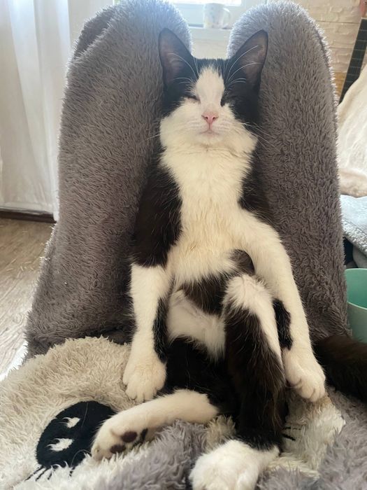 Потерялся кот Слепой