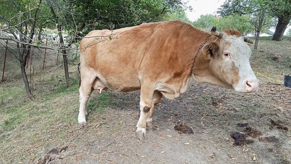 Vand vaca 8500 lei negociabil