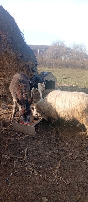 Vând sau schimb pe oi berbec bucalau